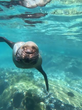 Amazing Wildlife of the Galápagos 🐢🌊 (with practical tips)