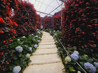 Garden Dreamscape🌺 A wonderful admiration of colourful faunas