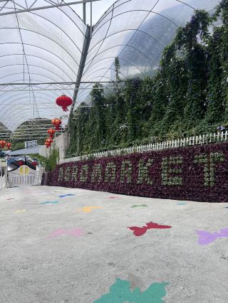 🍓 More Than a Market: Discovering the Magic of Agro Market Cameron Highlands! 🌸✨
If you think Cameron Highlands is just about tea plantations, the Agro Market in Brinchang is here to change your mind!
🏔️ This place is a colorful "microcosm" of everything we love about the highlands—vibrant blooms, fresh snacks, and some of the most unique photo spots in Malaysia.
📸 Instagrammer’s Paradise
The moment you enter, you’re greeted by a explosion of colors. The garden is impeccably maintained, featuring everything from roses and lavender to exotic cacti. 🌵 But the real stars are the themed zones:
• Mini Santorini: Those iconic blue and white vibes look incredible against the misty mountain backdrop. 🇬🇷
• The Secret Garden: Located at the highest point, complete with charming windmills and panoramic views. 🎡
• Romantic Ladder: A flower-filled hallway that’s perfect for couples or that dramatic solo shot! 💐
🐑 Meet the Furry Friends
One of the best surprises here is the Animal Area. It’s super family-friendly! You can get up close and feed the friendly sheep, alpacas, and rabbits. 🐏 The Bird Sanctuary is also a must—if you're lucky, the peacocks might just put on a show for you! 🦚
🍱 Foodie & Shopping Finds
Don't leave without exploring the market section. It’s the best place to snag:
• Milk Corn & Giant Strawberries: Sweet, juicy, and straight from the farm. 🌽🍓
• Fried Mushrooms & Strawberry Ice Cream: The ultimate highland comfort food.
• Souvenirs: From local honey to cactus pots, there’s plenty to take home. 🍯
💡 Traveler Tips for 2026:
• Entrance Fee: RM 25 for adults / RM 10 for kids. It’s worth every ringgit for the photo ops alone! 🎟️
• Timing: Arrive by 8:30 AM – 9:30 AM. The morning light is magical for photos, and you’ll avoid the heavy crowds. 🕗
• Parking: There’s a spacious area for about 200 cars (RM 5 entry), so no need to stress about parking on the narrow main roads. 🚗
• Accessibility: Note that some areas are hilly with stairs, so wear comfortable walking shoes! 👟
Whether you're here for the "Santorini" vibes or the fresh strawberries, Agro Market is a 10/10 stop on any Cameron Highlands itinerary. 💚
#TripMoments #AgroMarket #CameronHighlands #Brinchang #MalaysiaTravel #TravelPahang #FlowerPark #InstaTravel #CutiCutiMalaysia #NatureLovers