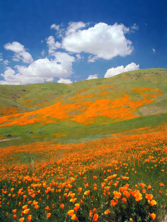 Antelope Valley California Poppy Reserve State Natural Reserve