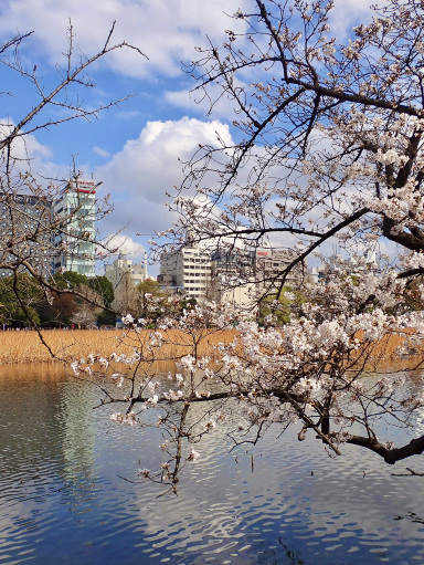 上野公園の不忍池に映る桜 | Trip.com 東京