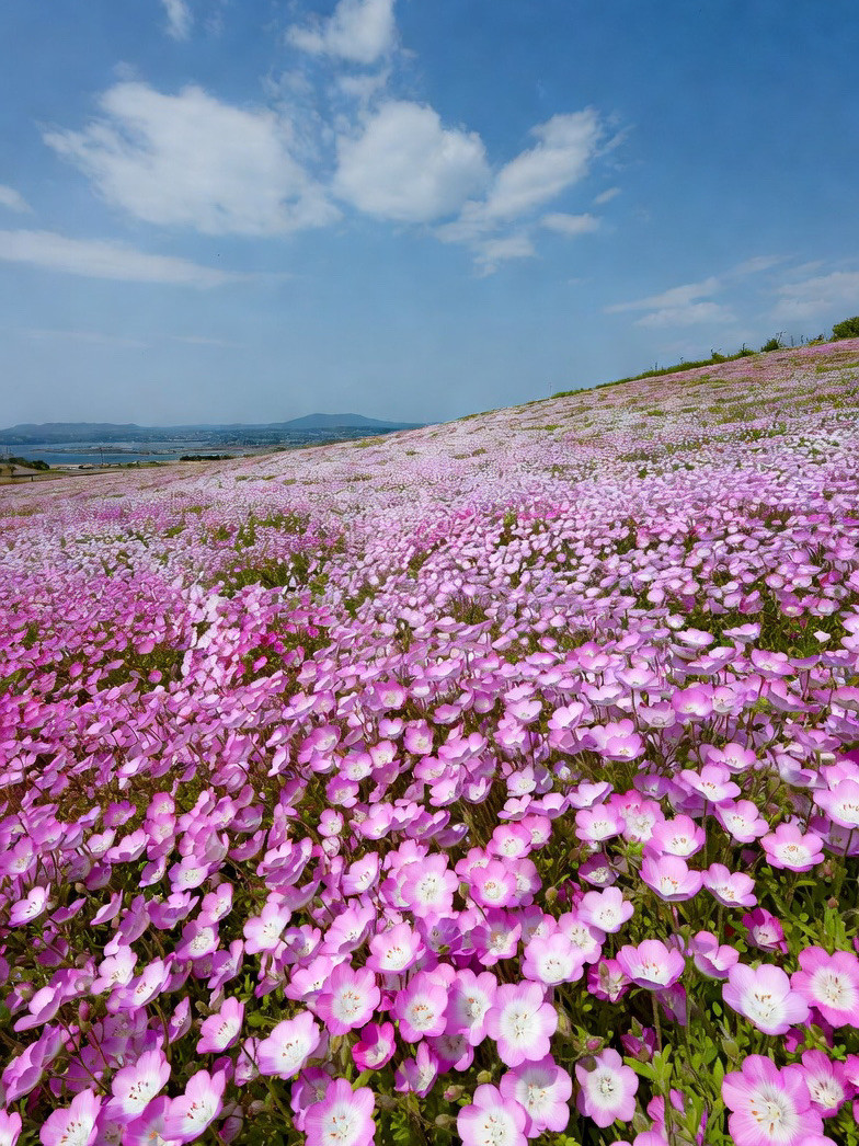 花景色 The Most Beautiful Flower Landscape I've Ever Seen | Trip.com