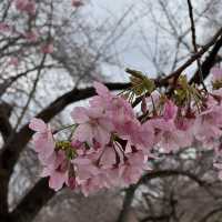 櫻花季必到賞花秘景~新宿御苑🌸🌸