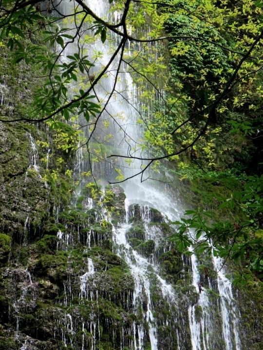 青城山瀑布與紫堇——水與花的童話｜Trip.com 都江堰
