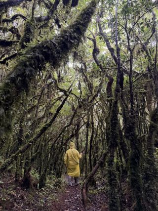 A 16km hike through the Ailao Mountain Primeval Forest. It's a mysterious place 🌚