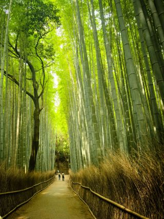 Bamboo Grove, Kyoto, Japan 🇯🇵 — A Walk Through the Green