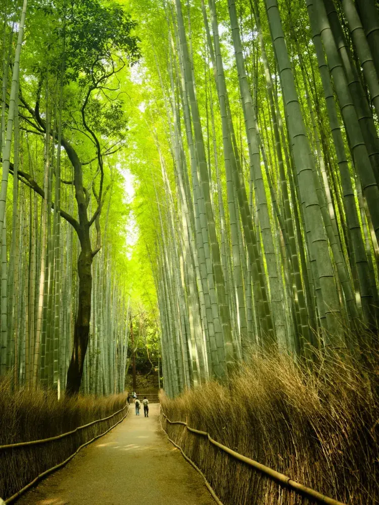 京都・嵐山 竹林の小径 — 緑のトンネルを歩く
