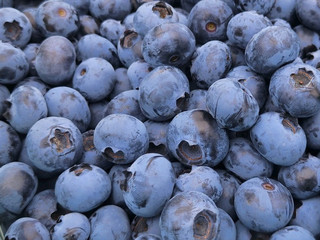Let's go together to U Pick, organic blueberries with a floral scent.. "HAZELWOOD FARM"