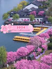 Nanjing Incredible site of Cherry Blossom 🌸