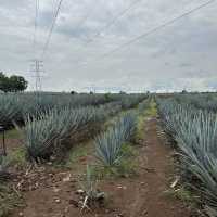 墨西哥-Tequila小鎮龍舌蘭酒廠之旅