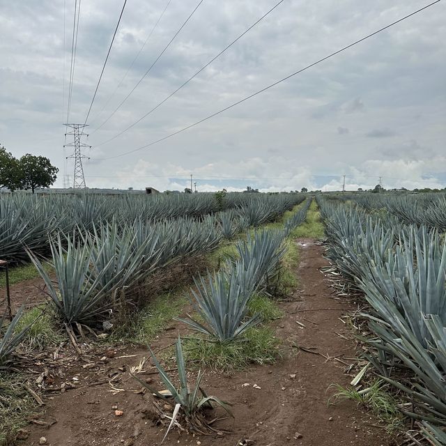 墨西哥-Tequila小鎮龍舌蘭酒廠之旅