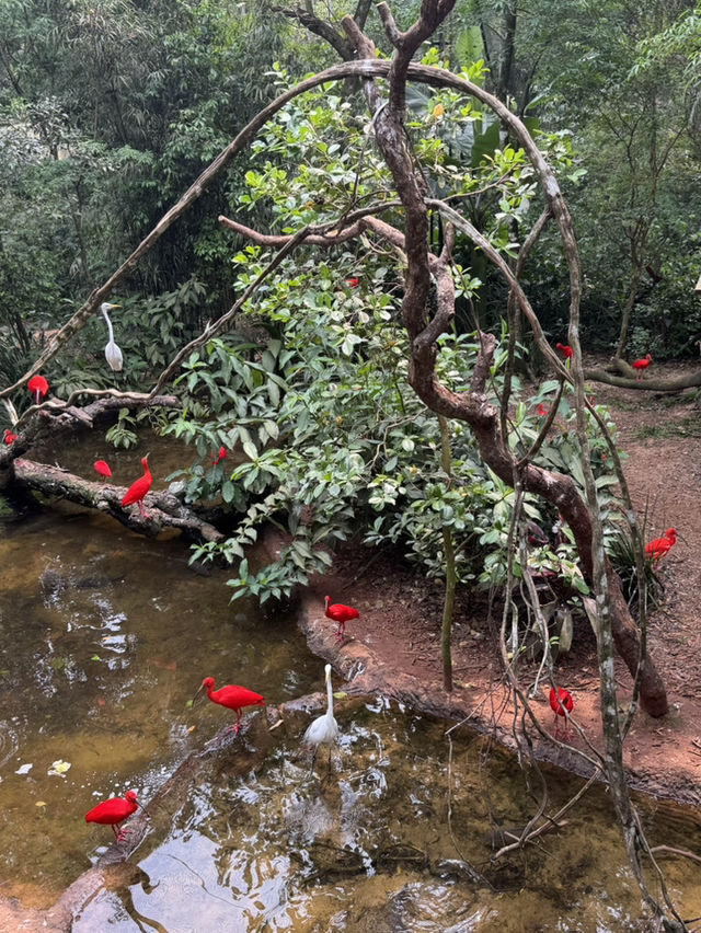 巴西伊瓜蘇鳥園全攻略 | 一場親近自然的熱帶雨林之旅🌿