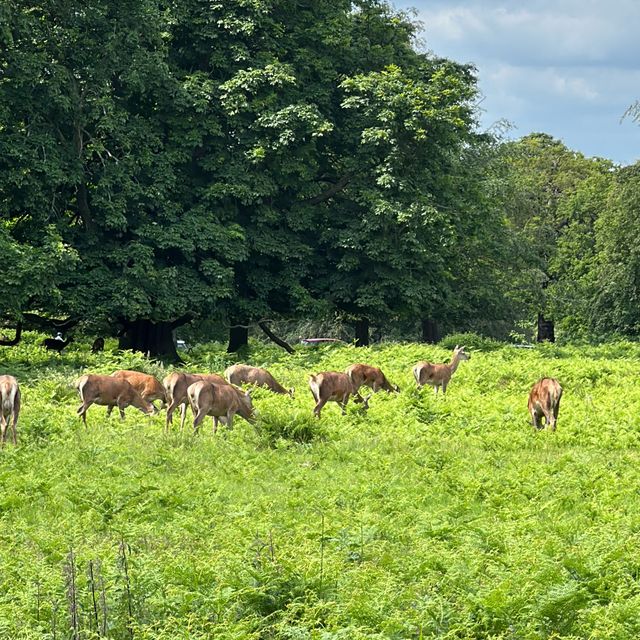 🇬🇧Meeting Wild Deer in London😍