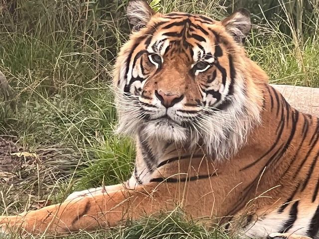 West Midland Safari Park 🇬🇧