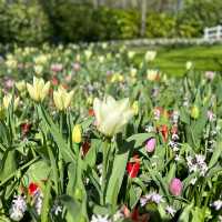 Tulip festival