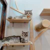 Cat cafe' คาเฟ่แมวยะลา 