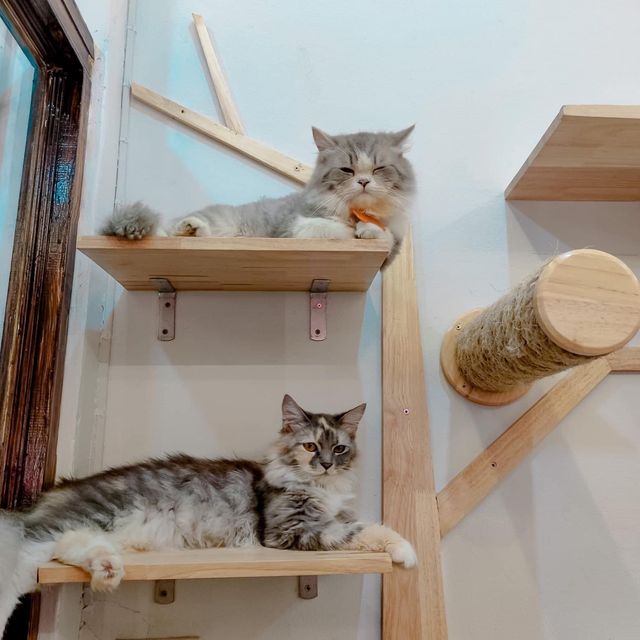Cat cafe' คาเฟ่แมวยะลา 