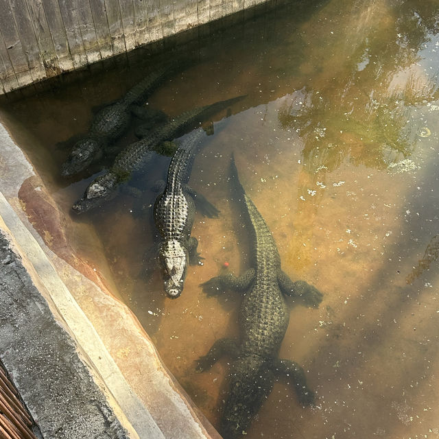 Gator Golf 