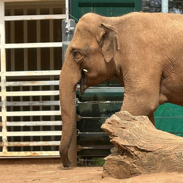 Melbourne Zoo 🐘🦒