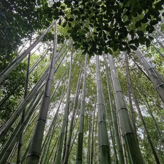 Exploring Arashiyama's Bamboo Symphony 🎋