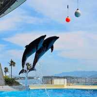 《海洋世界海之中道》🐠九州之海為主題的水族館🦈
