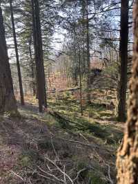 Into the woods