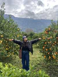 A citrus farm in Sollèr, Mallorca!🍋🍊