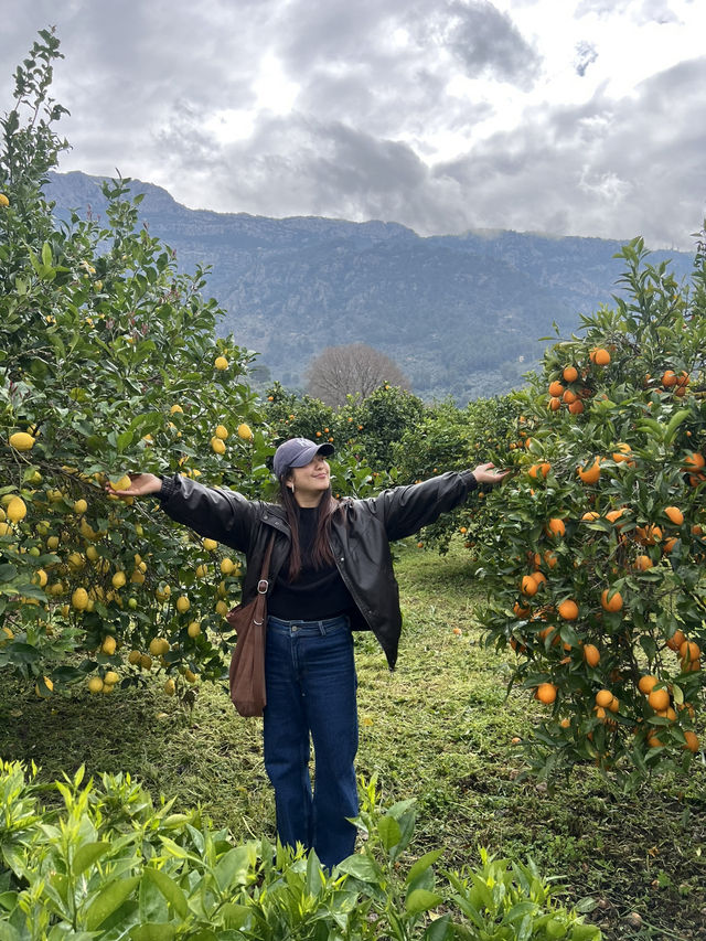 A citrus farm in Sollèr, Mallorca!🍋🍊