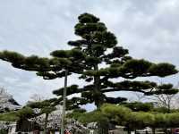 See the spectacular Cherry Blossoms @ Matsuyama Castle 