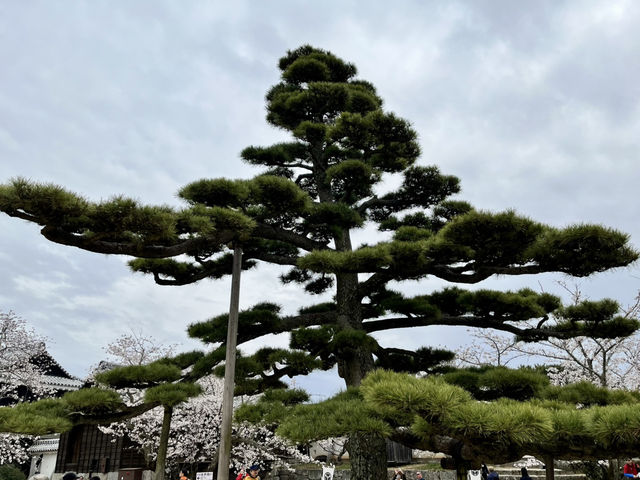 See the spectacular Cherry Blossoms @ Matsuyama Castle 