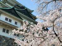 Nagoya Vibes: Castles, Cherry Blossoms, and Local Flavors