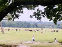 Into the Wild: A Day Trip from Southampton to the New Forest