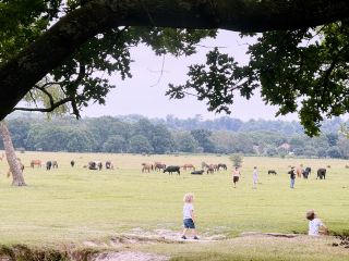 Into the Wild: A Day Trip from Southampton to the New Forest