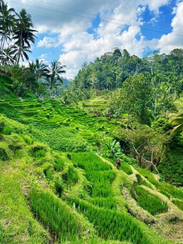 Tegallalang Rice Terraces, Bali: A Green Paradise of Harmony and Heritage