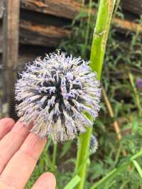 Kentish PIP, Kent England