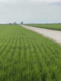 Paddy Fields Review: Discover the Rice Fields of Sekinchan, Malaysia