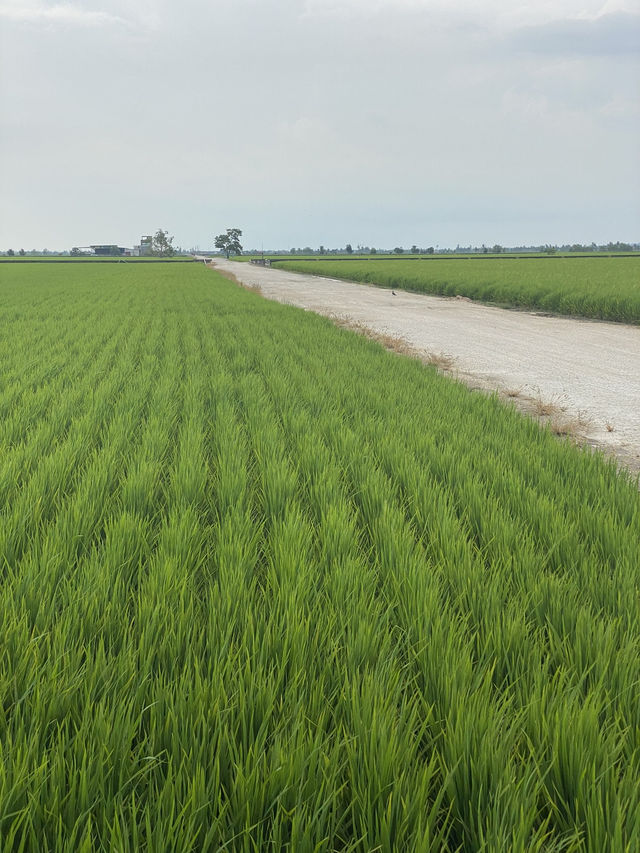 Paddy Fields Review: Discover the Rice Fields of Sekinchan, Malaysia