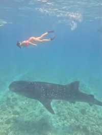Snorkeling at Vilamendhoo — Where the Ocean Reveals Its Wild Heart