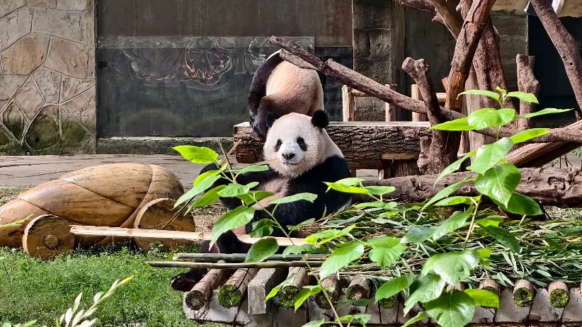 重慶動物園：パンダ好き＆ファミリー必見！重慶観光で外せないスポット🐼🌟