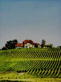 Vineyard