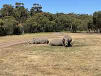 Werribee Zoo | Melbourne