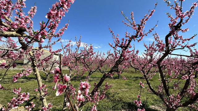 Stroll through Aitona, the flower town of Lleida province in Spain.