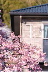 Shizuoka Kawazu Cherry Blossom Viewing 🌸