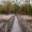 EnchantedForest577