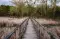 EnchantedForest577