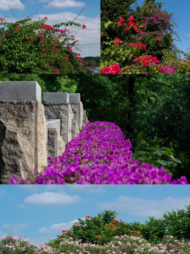 花城廣州秋天