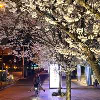 春日旅行｜一起去東京賞櫻吧！
