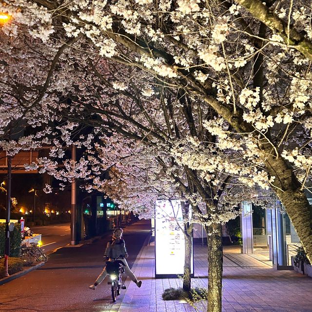 春日旅行｜一起去東京賞櫻吧！
