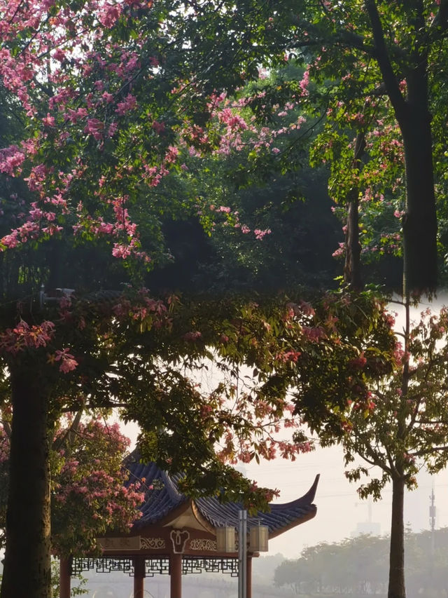 在嶺南園林邂逅美麗異木棉，順峰山公園的粉色浪漫
