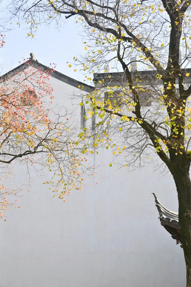 A tree and a wall perfectly display the ink painting of Nanjing's autumn